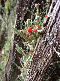 Cladonia macilenta image