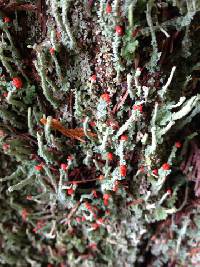 Cladonia macilenta image