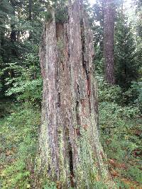 Cladonia macilenta image