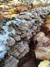 Trametes versicolor image