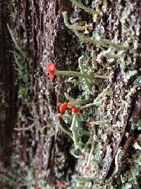 Cladonia macilenta image