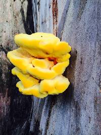 Laetiporus gilbertsonii image