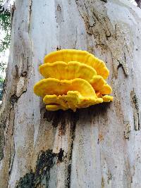 Laetiporus gilbertsonii image