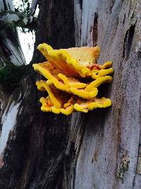 Laetiporus gilbertsonii image