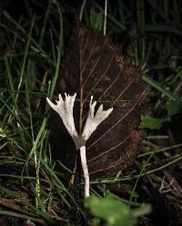 Xylaria hypoxylon image