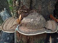 Ganoderma applanatum image