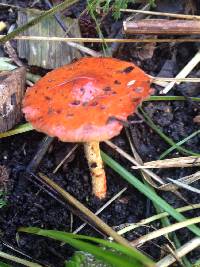 Leratiomyces ceres image