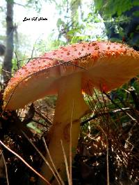 Amanita muscaria image