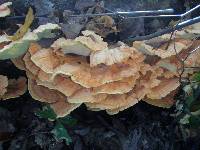 Laetiporus sulphureus image