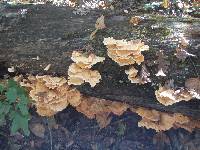 Laetiporus sulphureus image