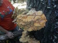 Laetiporus sulphureus image