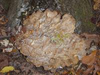 Grifola frondosa image