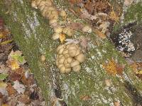 Lycoperdon pyriforme image