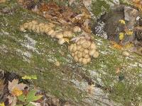 Lycoperdon pyriforme image