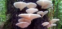 Pleurotus ostreatus image