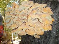 Laetiporus sulphureus image