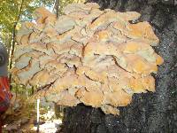 Laetiporus sulphureus image