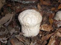 Calvatia craniiformis image