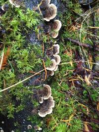 Trametes versicolor image