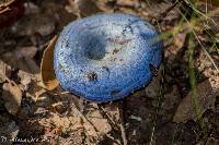 Lactarius indigo image