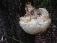 Hericium erinaceus image