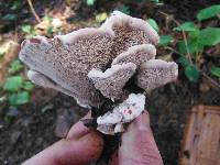 Hydnellum peckii image