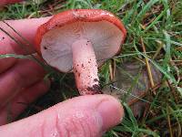 Russula sanguinaria image