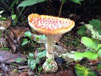 Amanita muscaria image