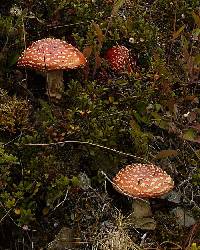 Amanita muscaria image