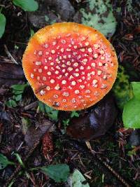 Amanita muscaria image