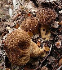 Lycoperdon perlatum image