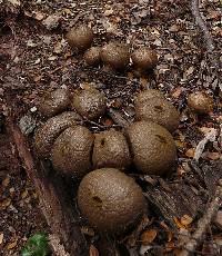 Lycoperdon perlatum image