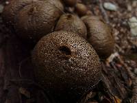 Lycoperdon perlatum image