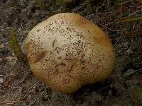 Chalciporus piperatus image