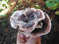 Hydnellum peckii image