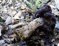 Gyromitra tasmanica image