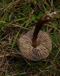 Entoloma translucidum image