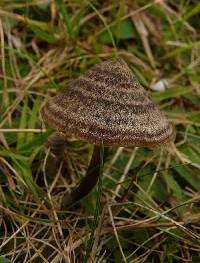 Entoloma translucidum image