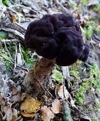 Gyromitra tasmanica image