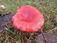 Russula sanguinaria image