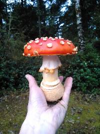 Amanita muscaria image