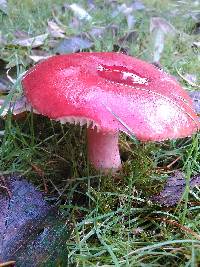 Russula sanguinaria image