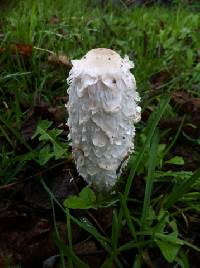 Coprinus comatus image