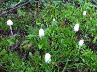 Coprinus comatus image