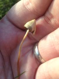 Image of Psilocybe semilanceata