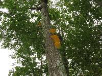 Laetiporus sulphureus image