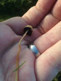 Psilocybe semilanceata image