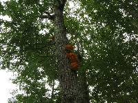 Laetiporus sulphureus image