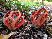 Clathrus ruber image