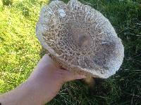 Macrolepiota procera var. procera image